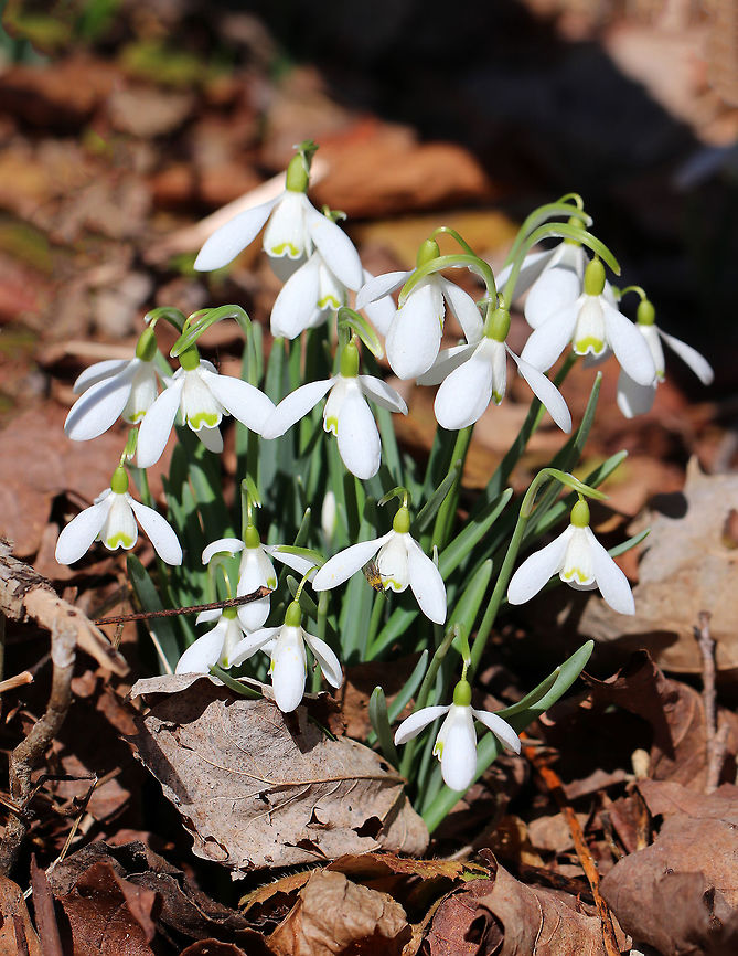 Common Snowdrops - Galanthus nivalis Among the first bulbs to bloom in spring, snowdrops have an erect, leafless scape with a solitary, bell-shaped white flower. The flower has six segments - the outer three are larger and more convex than the inner three. The inner segments are usually marked on their outer surface with a green U-shaped mark over the notch at the tip of each tepal. The inner surface has a faint green mark covering most of it. <br />
<figure class="photo"><a href="https://www.jungledragon.com/image/58804/common_snowdrops_-_galanthus_nivalis.html" title="Common Snowdrops - Galanthus nivalis"><img src="https://s3.amazonaws.com/media.jungledragon.com/images/3232/58804_thumb.jpg?AWSAccessKeyId=05GMT0V3GWVNE7GGM1R2&Expires=1770854410&Signature=tYBlXASj7hmjE%2FBGYvF%2B7b4gKjU%3D" width="126" height="152" alt="Common Snowdrops - Galanthus nivalis Among the first bulbs to bloom in spring, snowdrops have an erect, leafless scape with a solitary, bell-shaped white flower. The flower has six segments - the outer three are larger and more convex than the inner three. The inner segments are usually marked on their outer surface with a green U-shaped mark over the notch at the tip of each tepal. The inner surface has a faint green mark covering most of it. <br />
https://www.jungledragon.com/image/71164/common_snowdrops_-_galanthus_nivalis.html Common Snowdrops,Common snowdrop,Galanthus nivalis,Geotagged,Spring,United States,flower,snow drops,snowdrops,white,wildflower" /></a></figure> Common snowdrop,Galanthus,Galanthus nivalis,Geotagged,Spring,United States,snowdrops