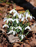 Common Snowdrops - Galanthus nivalis Among the first bulbs to bloom in spring, snowdrops have an erect, leafless scape with a solitary, bell-shaped white flower. The flower has six segments - the outer three are larger and more convex than the inner three. The inner segments are usually marked on their outer surface with a green U-shaped mark over the notch at the tip of each tepal. The inner surface has a faint green mark covering most of it. <br />
https://www.jungledragon.com/image/58804/common_snowdrops.html Common snowdrop,Galanthus,Galanthus nivalis,Geotagged,Spring,United States,snowdrops