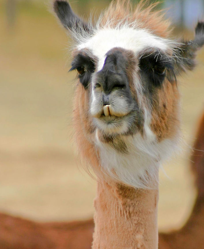 Llama - Lama glama Such a beautiful face! <br />
<br />
Habitat: This is a captive animal that I saw in Oregon Geotagged,Lama glama,Llama,Summer,United States,captive animal,llama