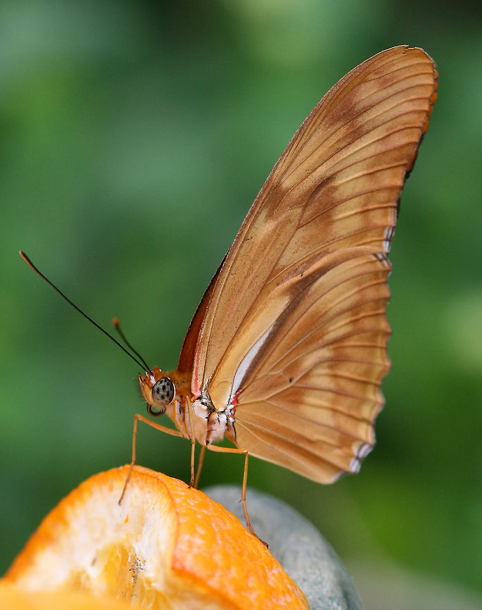 Julia Longwing Butterfly - Dryas iulia Spotted hanging out on an orange at a butterfly exhibit at Roger Williams Park, Providence, RI. Dryas iulia,Geotagged,Julia Butterfly,Spring,United States,butterfly,captive animal,dryas