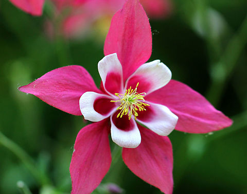 Columbine - Aquilegia caerulea I think that this is some kind of cultivar of Aquilegia caerulea.  From what I can determine, it is a perennial plant. It doesn't seem to be native to the northeastern U.S., so I expect that any populations are garden escapees. 

It had vibrant, pink flowers with five sepals, petals, and stamens. The leaves are compound. The fruit is formed at the end of the pistils. Underneath the flowers are spurs, which contain nectar. The genus name comes from the Latin word for eagle (aquila) because of the shape of the flower petals, which resemble an eagle's claw.
https://www.jungledragon.com/image/71168/columbine_-_aquilegia_caerulea.html Aquilegia coerulea,Geotagged,Spring,United States,columbine,cultivar