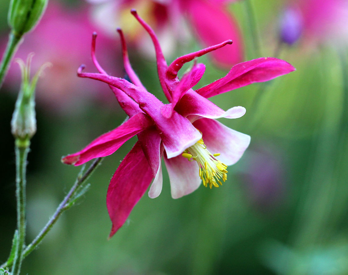Columbine - Aquilegia caerulea I think that this is some kind of cultivar of Aquilegia caerulea. From what I can determine, it is a perennial plant. It doesn&#039;t seem to be native to the northeastern U.S., so I expect that any populations are garden escapees. <br />
<br />
It had vibrant, pink flowers with five sepals, petals, and stamens. The leaves are compound. The fruit is formed at the end of the pistils. Underneath the flowers are spurs, which contain nectar. The genus name comes from the Latin word for eagle (aquila) because of the shape of the flower petals, which resemble an eagle&#039;s claw.<br />
<figure class="photo"><a href="https://www.jungledragon.com/image/71167/columbine_-_aquilegia_caerulea.html" title="Columbine - Aquilegia caerulea"><img src="https://s3.amazonaws.com/media.jungledragon.com/images/3232/71167_thumb.jpg?AWSAccessKeyId=05GMT0V3GWVNE7GGM1R2&Expires=1759968010&Signature=hs56IRIDvDJgI4BEkWT9G9rkIaA%3D" width="200" height="158" alt="Columbine - Aquilegia caerulea I think that this is some kind of cultivar of Aquilegia caerulea.  From what I can determine, it is a perennial plant. It doesn&#039;t seem to be native to the northeastern U.S., so I expect that any populations are garden escapees. <br />
<br />
It had vibrant, pink flowers with five sepals, petals, and stamens. The leaves are compound. The fruit is formed at the end of the pistils. Underneath the flowers are spurs, which contain nectar. The genus name comes from the Latin word for eagle (aquila) because of the shape of the flower petals, which resemble an eagle&#039;s claw.<br />
https://www.jungledragon.com/image/71168/columbine_-_aquilegia_caerulea.html Aquilegia coerulea,Geotagged,Spring,United States,columbine,cultivar" /></a></figure> Aquilegia coerulea,Geotagged,Spring,United States