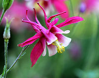 Columbine - Aquilegia caerulea I think that this is some kind of cultivar of Aquilegia caerulea. From what I can determine, it is a perennial plant. It doesn't seem to be native to the northeastern U.S., so I expect that any populations are garden escapees. <br />
<br />
It had vibrant, pink flowers with five sepals, petals, and stamens. The leaves are compound. The fruit is formed at the end of the pistils. Underneath the flowers are spurs, which contain nectar. The genus name comes from the Latin word for eagle (aquila) because of the shape of the flower petals, which resemble an eagle's claw.<br />
https://www.jungledragon.com/image/71167/columbine_-_aquilegia_caerulea.html Aquilegia coerulea,Geotagged,Spring,United States