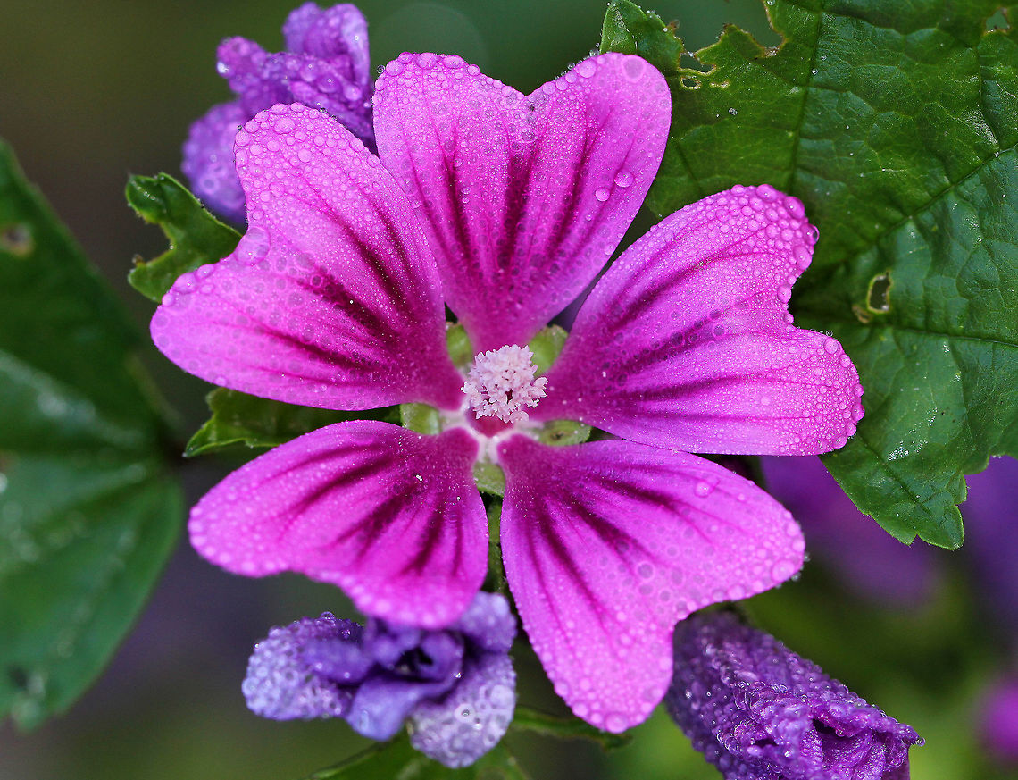 Common Mallow - Malva sylvestris Rose-lavender flowers with notched petals (heart-shaped). The leaves are rounded and toothed. <br />
<br />
The common name "Cheeses" comes from the similarity of the shape of the flat, rounded fruits to a "round" of cheese.<br />
<br />
Common Mallow is edible and also has medicinal properties. The leaves are edible and nutritious. They have mucilaginous properties, which tend to thicken soup. Leaf or root mallow tea is used to treat coughs and stomachaches, in addition to other ailments. Fall,Geotagged,Malva sylvestris,United States