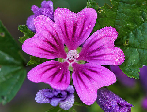 Common Mallow - Malva sylvestris Rose-lavender flowers with notched petals (heart-shaped). The leaves are rounded and toothed. 

The common name "Cheeses" comes from the similarity of the shape of the flat, rounded fruits to a "round" of cheese.

Common Mallow is edible and also has medicinal properties. The leaves are edible and nutritious. They have mucilaginous properties, which tend to thicken soup. Leaf or root mallow tea is used to treat coughs and stomachaches, in addition to other ailments. Fall,Geotagged,Malva sylvestris,United States