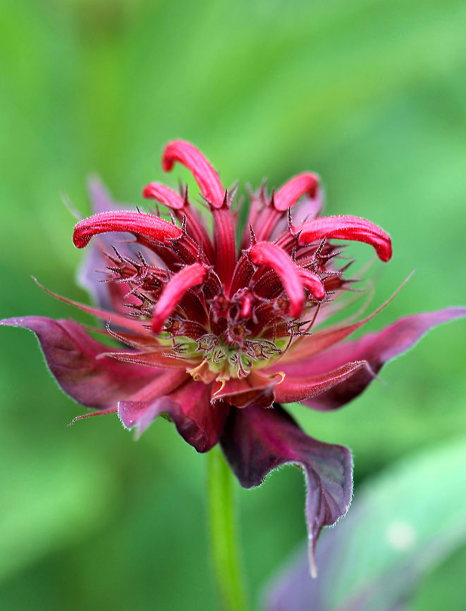 Scarlet Beebalm - Monarda didyma Scarlet Beebalm has dense, rounded clusters/tufts of bright red, tubular flowers on top of a square, 3 foot stem. The stems have large, oval-triangular shaped leaves.<br />
<br />
 Geotagged,Monarda didyma,Scarlet beebalm,Summer,United States