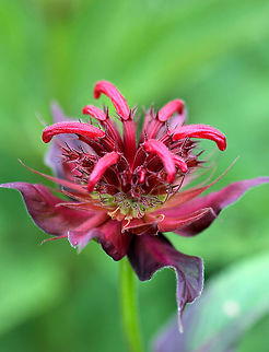 Scarlet Beebalm - Monarda didyma Scarlet Beebalm has dense, rounded clusters/tufts of bright red, tubular flowers on top of a square, 3 foot stem. The stems have large, oval-triangular shaped leaves.

 Geotagged,Monarda didyma,Scarlet beebalm,Summer,United States