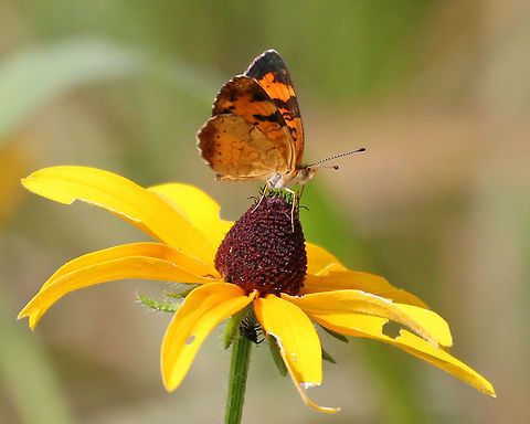Northern Crescent - Phyciodes cocyta Pattern is quite variable. This species is often confused with Phyciodes tharos.

Habitat: Spotted in a meadow Geotagged,Northern Crescent,Phyciodes,Phyciodes cocyta,Summer,United States,butterfly