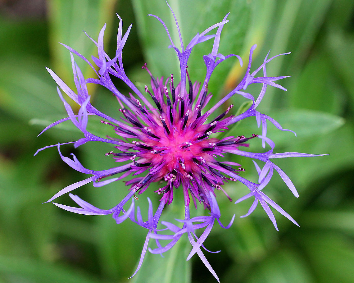 Mountain Bluet - Centaurea montana Solitary, fringed, purple flowers with pink/red centers and black-edged involucre bracts. Flowers sit atop on unbranched stems and grow 1-2&#039; tall. Large, green, lance-shaped leaves grow up to 7&quot; long. Endemic to Europe, this flower escapes gardens very easily and has thus become established in North America.<br />
<figure class="photo"><a href="https://www.jungledragon.com/image/56305/mountain_bluet.html" title="Mountain Bluet"><img src="https://s3.amazonaws.com/media.jungledragon.com/images/3232/56305_thumb.jpg?AWSAccessKeyId=05GMT0V3GWVNE7GGM1R2&Expires=1763596810&Signature=z%2BDUkBiQKUF99Py2NuUjVPWBmNI%3D" width="200" height="140" alt="Mountain Bluet Solitary, fringed, purple flowers with pink/red centers and black-edged involucre bracts. Flowers sit atop on unbranched stems and grow 1-2&#039; tall. Large, green, lance-shaped leaves grow up to 7&quot; long. Endemic to Europe, this flower escapes gardens very easily and has thus become established in North America.<br />
https://www.jungledragon.com/image/71207/mountain_bluet_-_centaurea_montana.html Centaurea montana,Geotagged,Mountain Bluet,Spring,United States" /></a></figure><br />
 Centaurea montana,Geotagged,Mountain bluet,Spring,United States