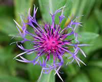 Mountain Bluet - Centaurea montana Solitary, fringed, purple flowers with pink/red centers and black-edged involucre bracts. Flowers sit atop on unbranched stems and grow 1-2' tall. Large, green, lance-shaped leaves grow up to 7" long. Endemic to Europe, this flower escapes gardens very easily and has thus become established in North America.<br />
https://www.jungledragon.com/image/56305/mountain_bluet.html<br />
Centaurea montana,Geotagged,Mountain bluet,Spring,United States