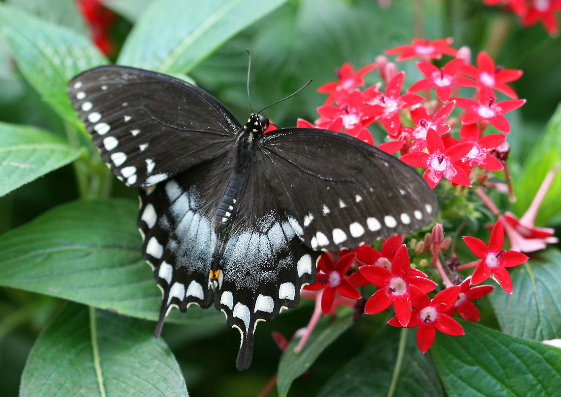 Spicebush Swallowtail - Papilio troilus Habitat: Rural backyard Geotagged,Papilio troilus,Spicebush Swallowtail,Spring,United States,butterfly,swallowtail