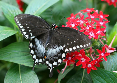 Spicebush Swallowtail - Papilio troilus Habitat: Rural backyard Geotagged,Papilio troilus,Spicebush Swallowtail,Spring,United States,butterfly,swallowtail