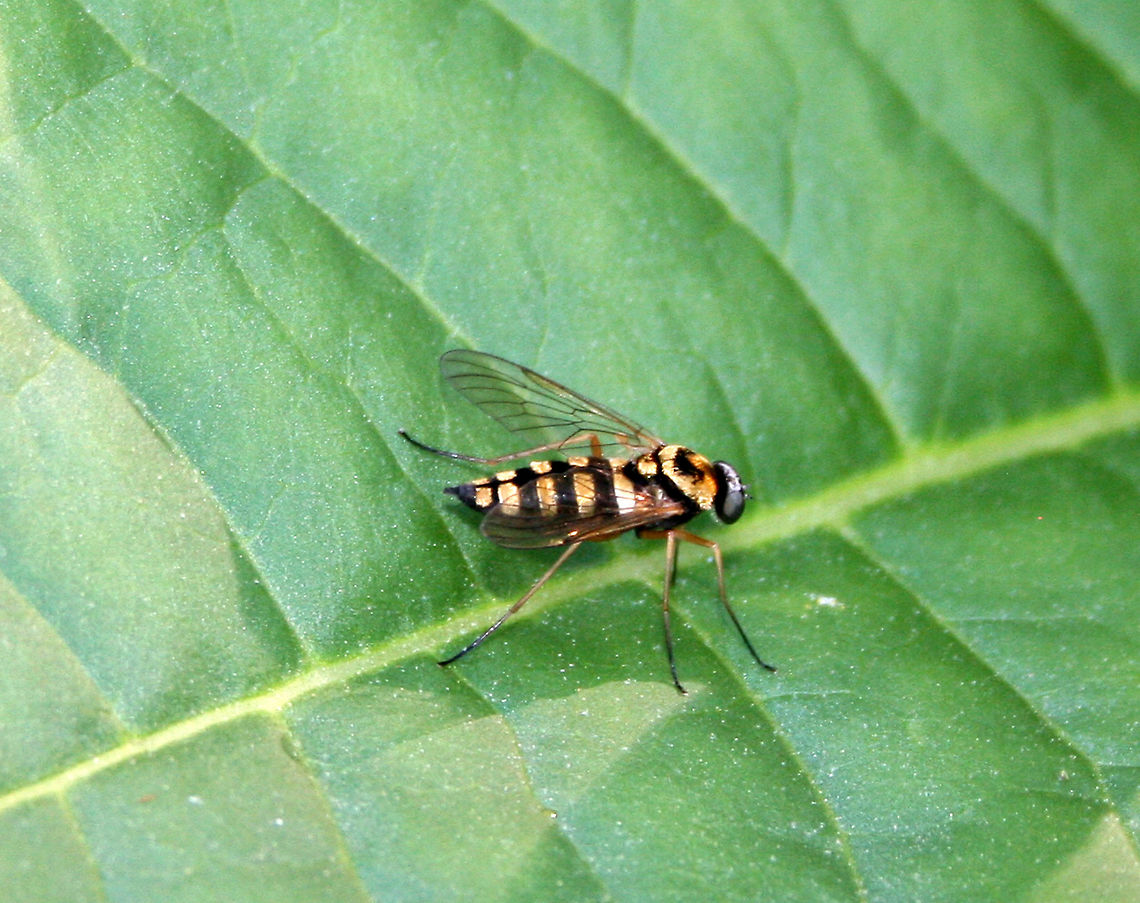 Ornate Snipe Fly - Chrysopilus ornatus Habitat: Rural backyard Chrysopilus ornatus,Geotagged,Spring,United States,fly,ornate snipe fly,ornatus,snipe fly