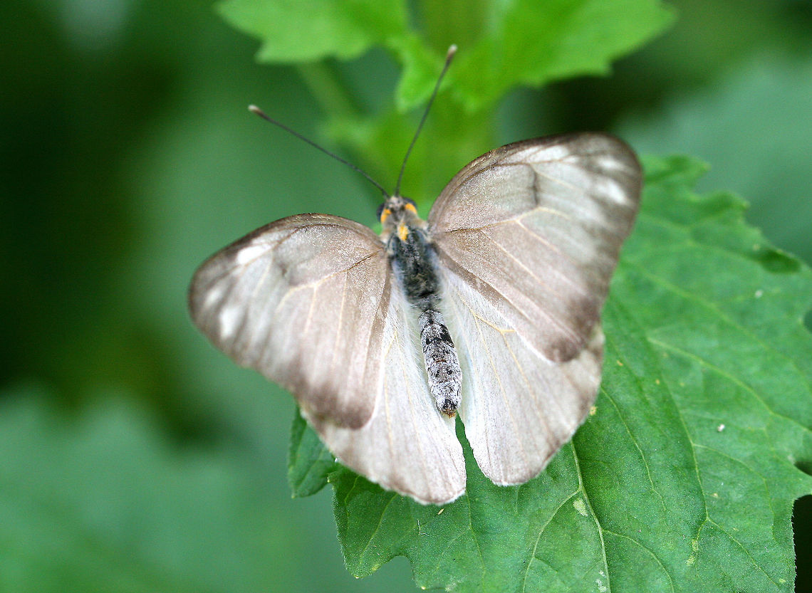 Great Southern White - Ascia monuste Spotted at a butterfly exhibit at Roger Williams Park, Providence, RI. Ascia monuste,Geotagged,Great Southern White,Spring,United States