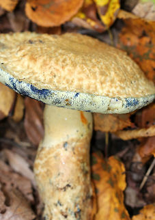Bluing Bolete - Gyroporus cyanescens I had barely brushed up against this mushroom when it started to bruise blue. Once I cut into the flesh, it immediately stained a dark blue-purple color. The cap was tan-yellowish in color, rough and scaly, and was approximately 8 cm in diameter. The stem was thick and had similar coloration as the cap. Pore surface was pale yellow.

Fun fact: The bluing reaction is caused by the oxidation of a chemical called gyrocyanin.

Habitat: deciduous forest
https://www.jungledragon.com/image/71214/bluing_bolete_-_gyroporus_cyanescens.html Bluing Bolete,Geotagged,Gyroporus,Gyroporus cyanescens,Summer,United States,bolete,mushroom