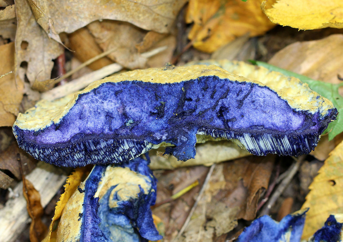 Bluing Bolete - Gyroporus cyanescens I had barely brushed up against this mushroom when it started to bruise blue. Once I cut into the flesh, it immediately stained a dark blue-purple color. The cap was tan-yellowish in color, rough and scaly, and was approximately 8 cm in diameter. The stem was thick and had similar coloration as the cap. Pore surface was pale yellow.<br />
<br />
Fun fact: The bluing reaction is caused by the oxidation of a chemical called gyrocyanin.<br />
<br />
Habitat: deciduous forest<br />
<figure class="photo"><a href="https://www.jungledragon.com/image/71213/bluing_bolete_-_gyroporus_cyanescens.html" title="Bluing Bolete - Gyroporus cyanescens"><img src="https://s3.amazonaws.com/media.jungledragon.com/images/3232/71213_thumb.jpg?AWSAccessKeyId=05GMT0V3GWVNE7GGM1R2&Expires=1759968010&Signature=WjLuQC3VTYhVYp9%2F65WREQ0yNF8%3D" width="108" height="152" alt="Bluing Bolete - Gyroporus cyanescens I had barely brushed up against this mushroom when it started to bruise blue. Once I cut into the flesh, it immediately stained a dark blue-purple color. The cap was tan-yellowish in color, rough and scaly, and was approximately 8 cm in diameter. The stem was thick and had similar coloration as the cap. Pore surface was pale yellow.<br />
<br />
Fun fact: The bluing reaction is caused by the oxidation of a chemical called gyrocyanin.<br />
<br />
Habitat: deciduous forest<br />
https://www.jungledragon.com/image/71214/bluing_bolete_-_gyroporus_cyanescens.html Bluing Bolete,Geotagged,Gyroporus,Gyroporus cyanescens,Summer,United States,bolete,mushroom" /></a></figure> Geotagged,Gyroporus cyanescens,Summer,United States,bolete