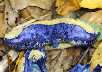 Bluing Bolete - Gyroporus cyanescens I had barely brushed up against this mushroom when it started to bruise blue. Once I cut into the flesh, it immediately stained a dark blue-purple color. The cap was tan-yellowish in color, rough and scaly, and was approximately 8 cm in diameter. The stem was thick and had similar coloration as the cap. Pore surface was pale yellow.<br />
<br />
Fun fact: The bluing reaction is caused by the oxidation of a chemical called gyrocyanin.<br />
<br />
Habitat: deciduous forest<br />
https://www.jungledragon.com/image/71213/bluing_bolete_-_gyroporus_cyanescens.html Geotagged,Gyroporus cyanescens,Summer,United States,bolete