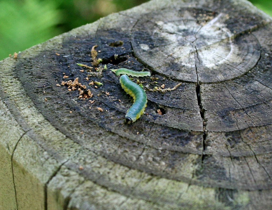 Hibiscus Sawfly Larva - Atomacera decepta Habitat: Deciduous forest Atomacera,Atomacera decepta,Geotagged,Hibiscus Sawfly,Spring,United States,caterpillar,larva