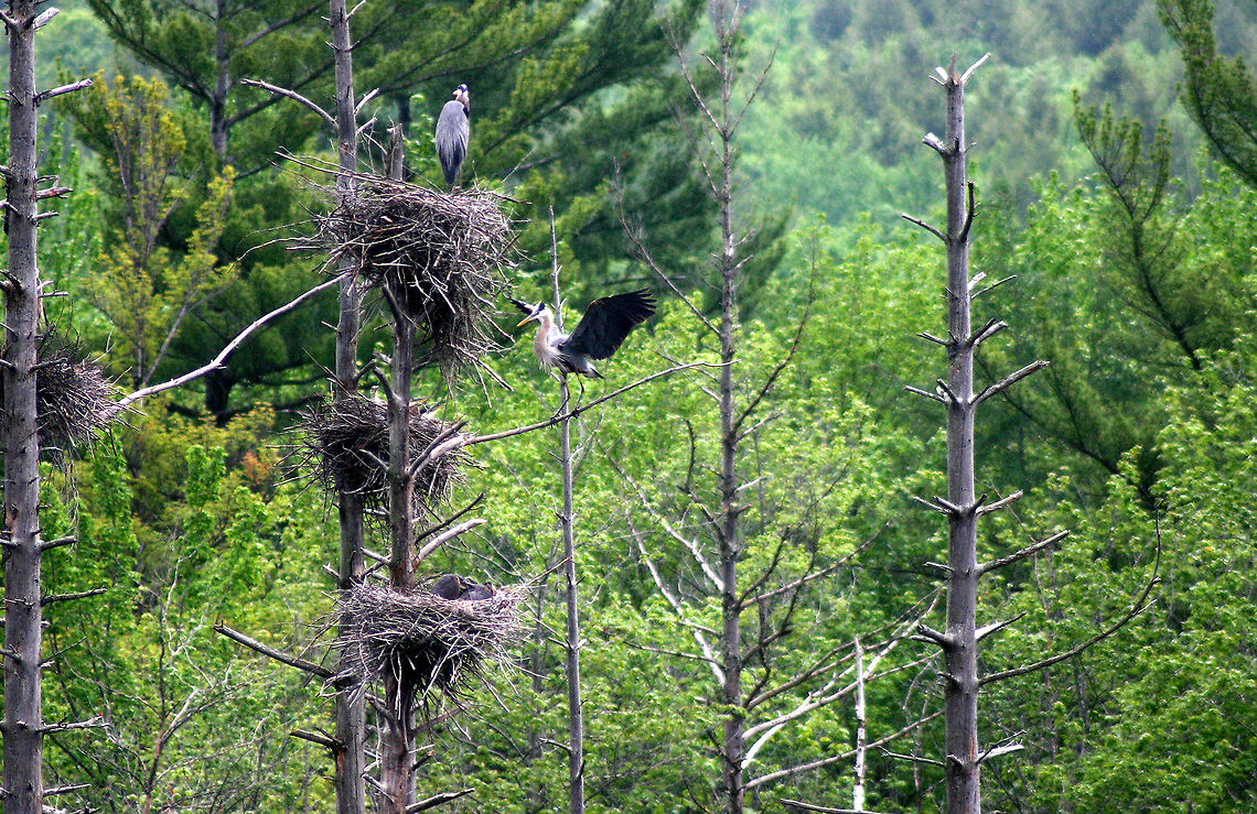 Great Blue Heron Heronry - Ardea herodias This species usually breeds in colonies, in trees close to lakes or other wetlands. Usually colonies include only Great Blue Herons though sometimes they nest alongside other species of herons. These groups are called a heronry.<br />
<br />
Habitat: Wetland snags Ardea herodias,Geotagged,Great blue heron,Spring,United States
