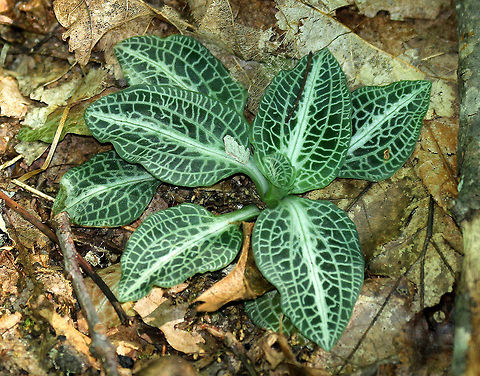 Downy Rattlesnake Plantain - Goodyera pubescens Green variegated leaves. it was approximately 12-13 cm in size.

Habitat: Growing at the base of an oak tree in a deciduous forest. Downy rattlesnake plantain,Geotagged,Goodyera pubescens,Summer,United States