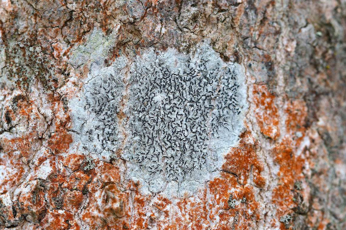 Trentepohlia aurea Algae The orange stuff surrounding this lichen is Trentepohlia aurea algae. Trentepohlia algae are green algae that can live symbiotically with lichens, such as Graphis scripta. The filaments of Trentepohlia are orange because they contain a large quantity of carotenoid pigments, which mask the green of the chlorophyll.<br />
<br />
Habitat: On a tree in a deciduous forest Geotagged,Trentepohlia,Trentepohlia aurea,United States,Winter,algae