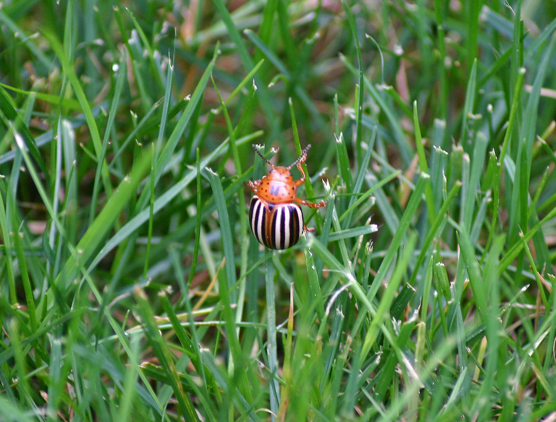 False Potato Beetle - Leptinotarsa juncta This beetle is easily confused with  easily confused with the Colorado potato beetle, Leptinotarsa decemlineata. The False Potato Beetle has alternating black and white strips on its back, just like the Colorado Potato Beetle, but one of the white stripes in the center of each wing cover is missing and replaced by a light brown stripe. <br />
<br />
Habitat: Rural yard False potato beetle,Geotagged,Leptinotarsa,Leptinotarsa juncta,Summer,United States,beetle,potato beetle