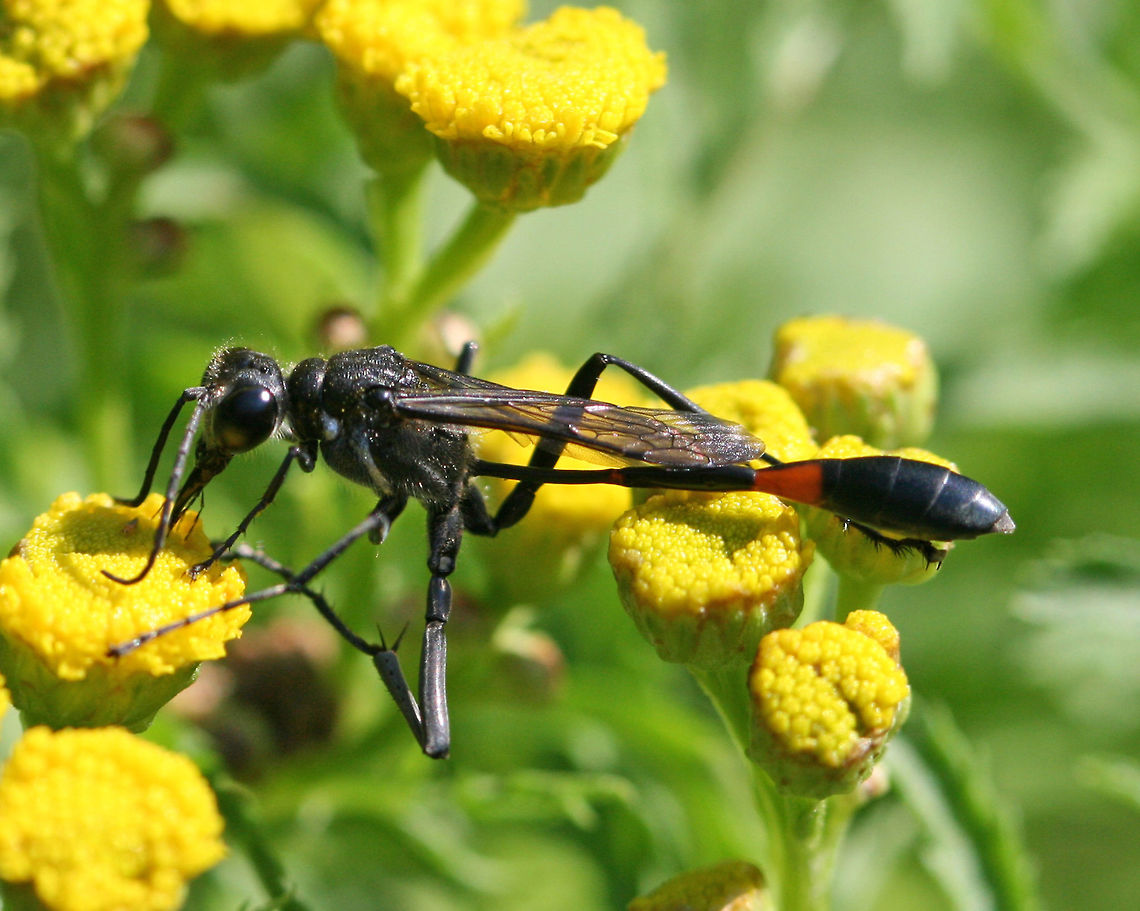 Common Thread-waisted Wasp - Ammophila procera Habitat: rural garden Ammophila procera,Common thread-waisted wasp,Geotagged,Summer,United States,wasp