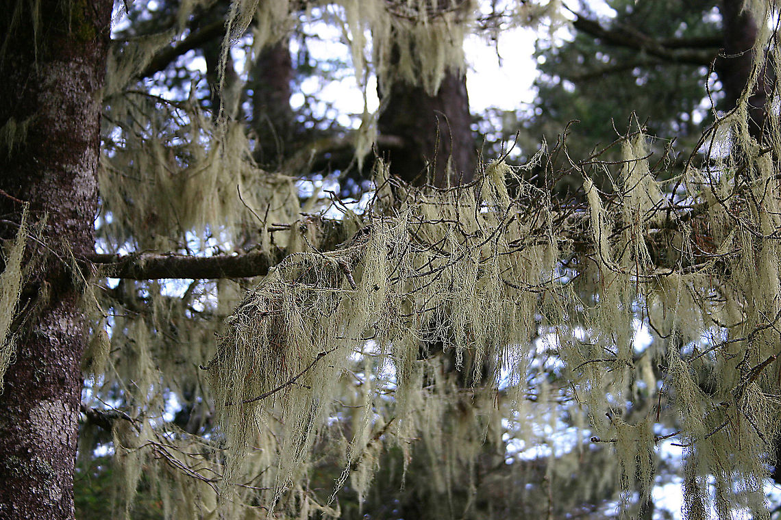 Old Man's Beard - Dolichousnea longissima A pendant lichen that hangs in long strands from trees. It is considered threatened and rare in the United States because of pollution and habitat loss.<br />
<br />
Habitat: Spotted in a coastal woodland. Dolichousnea longissima,Geotagged,Methuselahs beard lichen,Summer,United States,Usnea longissima,lichen,old man's beard