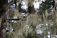 Old Man's Beard - Dolichousnea longissima A pendant lichen that hangs in long strands from trees. It is considered threatened and rare in the United States because of pollution and habitat loss.<br />
<br />
Habitat: Spotted in a coastal woodland. Dolichousnea longissima,Geotagged,Methuselahs beard lichen,Summer,United States,Usnea longissima,lichen,old man's beard