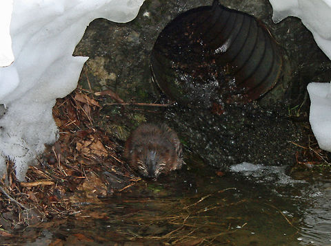 Muskrat - Ondatra zibethicus Spotted in a culvert at Thacher Park in upstate New York. Geotagged,Muskrat,Ondatra zibethicus,United States,Winter