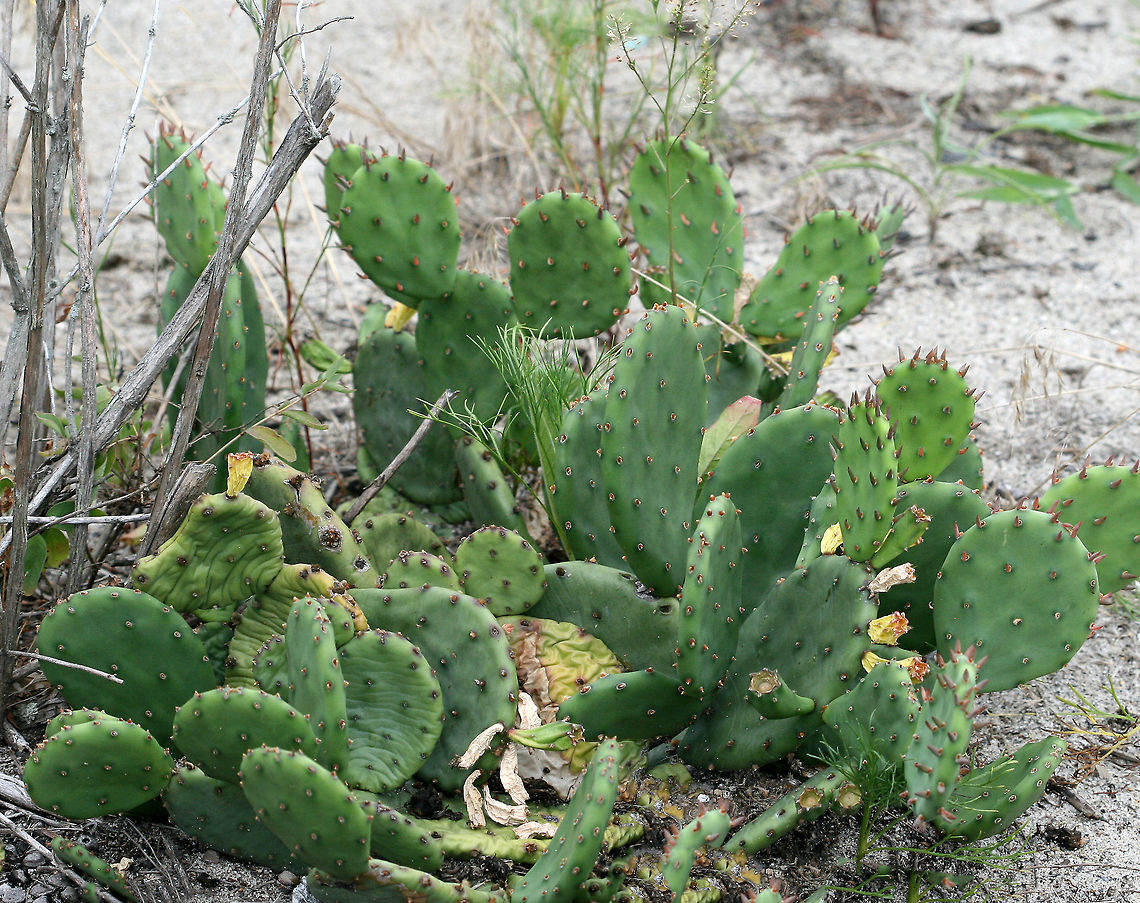 Eastern Prickly Pear - Opuntia humifusa This species is uncommon and of special concern in Connecticut.<br />
<br />
Habitat: Growing along the beach Geotagged,Indian fig,Opuntia,Opuntia humifusa,Summer,United States,cactus,devil's-tongue,eastern prickly pear