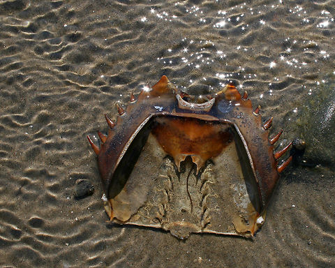 Remains of an Atlantic Horseshoe Crab - Limulus polyphemus I found the remains of this crab during low tide on Long Island Sound.  This species is listed as vulnerable on the IUCN Red List. Geotagged,Limulus,Limulus polyphemus,Summer,United States,crab,horseshoe crab