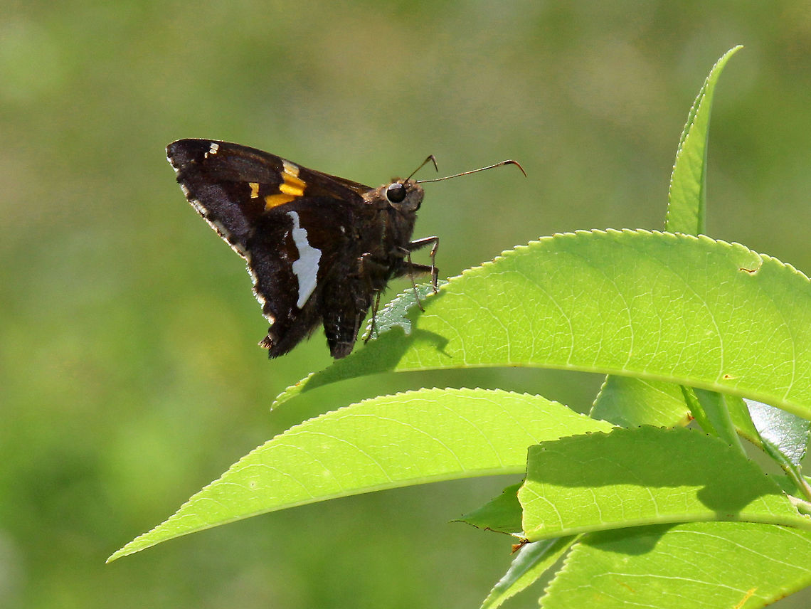 Silver-Spotted Skipper - Epargyreus clarus Habitat: In a meadow Epargyreus,Epargyreus clarus,Geotagged,Silver-spotted Skipper,Summer,United States,butterfly