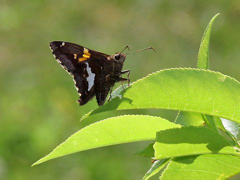 Silver-Spotted Skipper - Epargyreus clarus Habitat: In a meadow Epargyreus,Epargyreus clarus,Geotagged,Silver-spotted Skipper,Summer,United States,butterfly