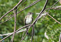 Eastern Phoebe (Juvenile) - Sayornis phoebe Habitat: Shenandoah National Park, Virginia<br />
https://www.jungledragon.com/image/71425/bird.html Eastern Phoebe,Geotagged,Sayornis phoebe,Summer,United States,bird