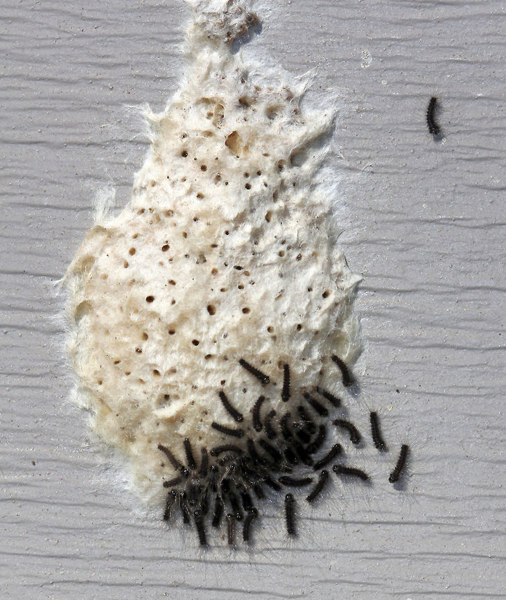 Gypsy Moth Egg Case and Caterpillars -  Lymantria dispar They had just hatched!<br />
<br />
Habitat: This egg mass was on a shed in a rural yard.  Geotagged,Gypsy moth,Lymantria dispar,Spring,United States,caterpillars,dispar,eggs