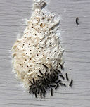 Gypsy Moth Egg Case and Caterpillars -  Lymantria dispar They had just hatched!<br />
<br />
Habitat: This egg mass was on a shed in a rural yard.  Geotagged,Gypsy moth,Lymantria dispar,Spring,United States,caterpillars,dispar,eggs