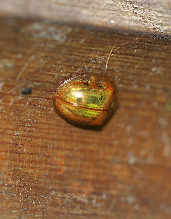 Golden Tortoise Beetle - Charidotella sexpunctata Golden orange beetle with spots on the elytra<br />
<br />
Habitat: rural yard Charidotella sexpunctata,Geotagged,Golden Tortoise Beetle,Summer,United States,beetle