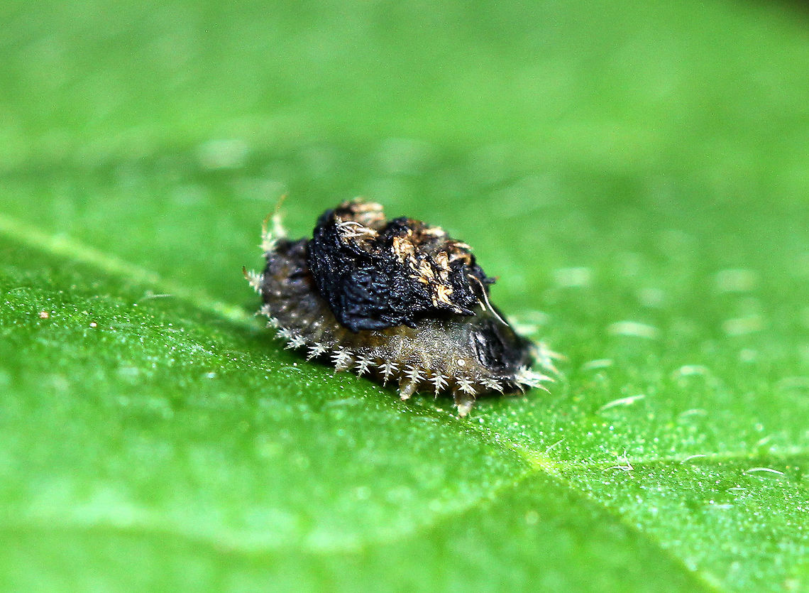 Golden Tortoise Beetle - Charidotella sexpunctata The larvae of the Golden Tortoise Beetle have broad, flattened bodies that are adorned with branched spines. They carry their cast skins and fecal material on their back - attached to spines arising from the posterior end of their body, a structure called an &quot;anal fork.&quot; The anal fork is used to hold the debris over the back of the body, forming a fecal shield that deters predation. <br />
<br />
Habitat: Rural backyard Charidotella sexpunctata,Geotagged,Golden Tortoise Beetle,Summer,United States,beetle larva,larva