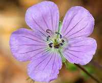 Wild Geranium - Geranium maculatum Pinkish-lilac flowers with 5 petals, growing in a clump. Dark green leaves that were deeply cut and palmately 5-lobed.<br />
<br />
Habitat: Growing along a nature trail<br />
https://www.jungledragon.com/image/71324/wild_geranium_-_geranium_maculatum.html Geotagged,Geranium maculatum,Spotted Geranium,Spring,United States