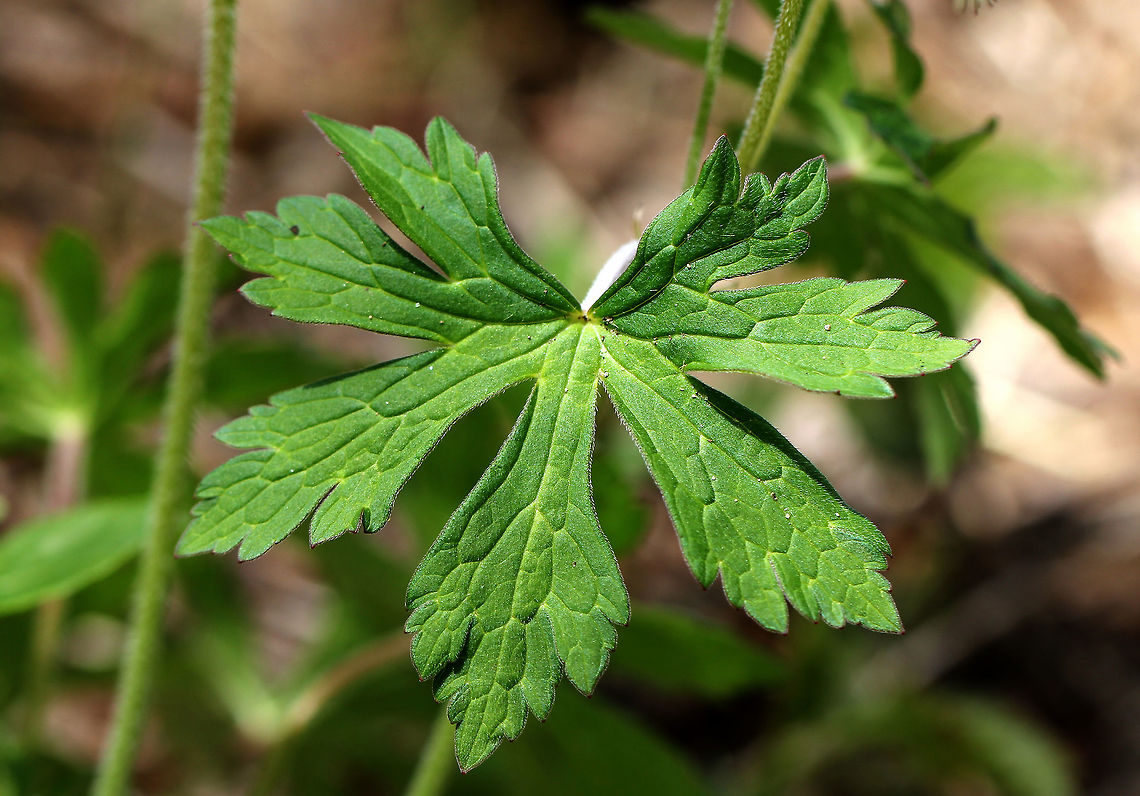 Wild Geranium - Geranium maculatum Pinkish-lilac flowers with 5 petals, growing in a clump. Dark green leaves that were deeply cut and palmately 5-lobed.<br />
<br />
Habitat: Growing along a nature trail<br />
<figure class="photo"><a href="https://www.jungledragon.com/image/71323/wild_geranium_-_geranium_maculatum.html" title="Wild Geranium - Geranium maculatum"><img src="https://s3.amazonaws.com/media.jungledragon.com/images/3232/71323_thumb.jpg?AWSAccessKeyId=05GMT0V3GWVNE7GGM1R2&Expires=1769040010&Signature=D6iDLJP4C%2FpawiAYrimVRiMesW8%3D" width="200" height="164" alt="Wild Geranium - Geranium maculatum Pinkish-lilac flowers with 5 petals, growing in a clump. Dark green leaves that were deeply cut and palmately 5-lobed.<br />
<br />
Habitat: Growing along a nature trail<br />
https://www.jungledragon.com/image/71324/wild_geranium_-_geranium_maculatum.html Geotagged,Geranium maculatum,Spotted Geranium,Spring,United States" /></a></figure> Geotagged,Geranium maculatum,Spotted Geranium,Spring,United States