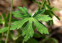 Wild Geranium - Geranium maculatum Pinkish-lilac flowers with 5 petals, growing in a clump. Dark green leaves that were deeply cut and palmately 5-lobed.<br />
<br />
Habitat: Growing along a nature trail<br />
https://www.jungledragon.com/image/71323/wild_geranium_-_geranium_maculatum.html Geotagged,Geranium maculatum,Spotted Geranium,Spring,United States