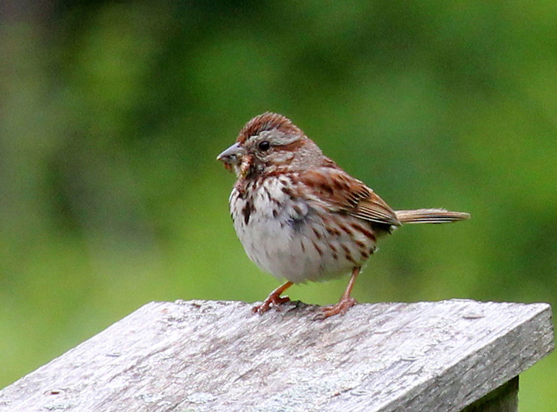Song Sparrow - Melospiza melodia Reddish brown crown with gray stripe and a wide, white stripe on throat. Chest is white with brown streaks that converge into a central spot.<br />
<br />
Habitat: Meadow<br />
 Geotagged,Melospiza melodia,Song Sparrow,Summer,United States,bird,sparrow