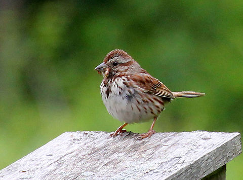 Song Sparrow - Melospiza melodia Reddish brown crown with gray stripe and a wide, white stripe on throat. Chest is white with brown streaks that converge into a central spot.

Habitat: Meadow
 Geotagged,Melospiza melodia,Song Sparrow,Summer,United States,bird,sparrow