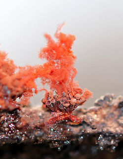 Multigoblet Slime Mold - Metatrichia vesparium Stunning, fluffy, bright red spore masses with tiny, empty red goblets that were only about 0.5 mm wide. Including the spore masses, they were about 3-5mm tall. The sporangia clusters resemble paper wasp nests. 

Initially, these clusters would have been black and shiny, but these had already opened leaving the empty red goblets with fluffy, red spore masses above.

I found this slime mold growing on decayed wood in a mostly deciduous forest with lots of oak, birch, and hemlock. We got 8 inches of snow yesterday, and this slime mold really stood out with its vibrant color! Geotagged,Metatrichia vesparium,Multigoblet slime mold,United States,Winter