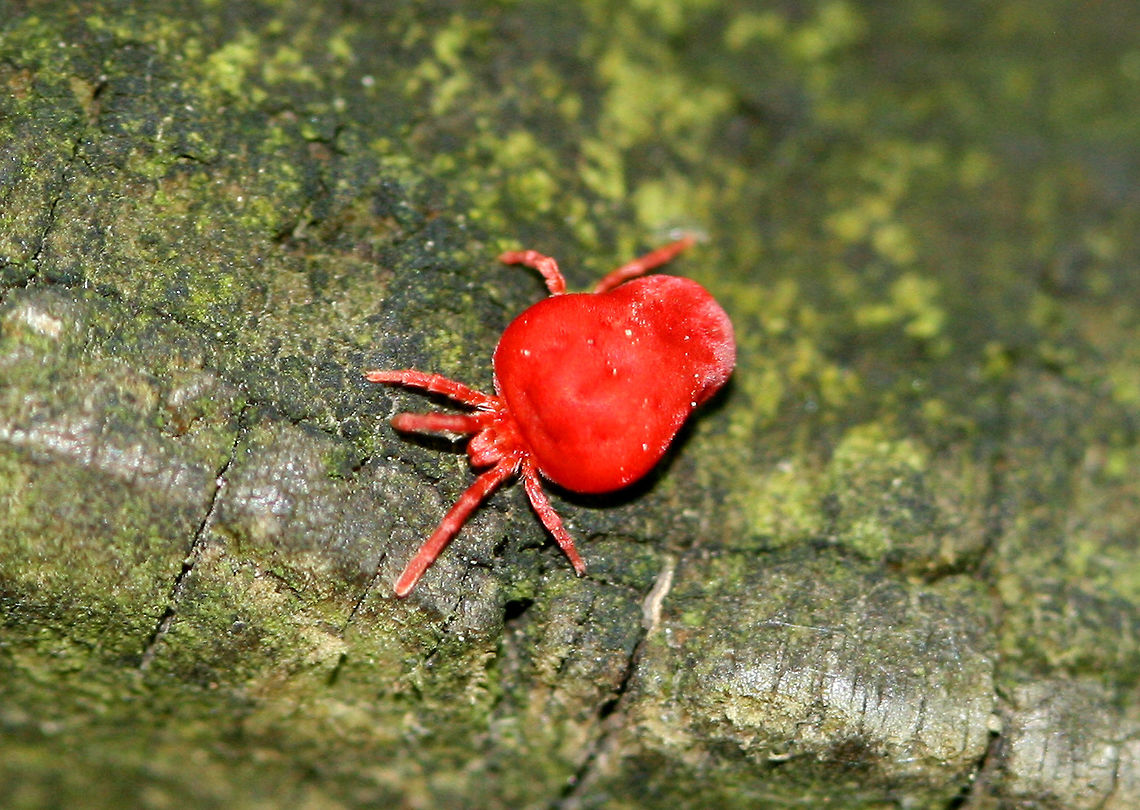 Red Velvet Mite - Family Trombidiidae <br />
Small, bright red mite that has some pretty unique behaviors. For example....to initiate the process of mating, the male builds a &#039;&#039;love garden&#039;&#039; by placing sperm on grass and twigs. He also constructs a trail to lead a female to his love garden, where he will wait for the interested female to arrive. Geotagged,Spring,Trombidiidae,United States,mite,red velvet mite