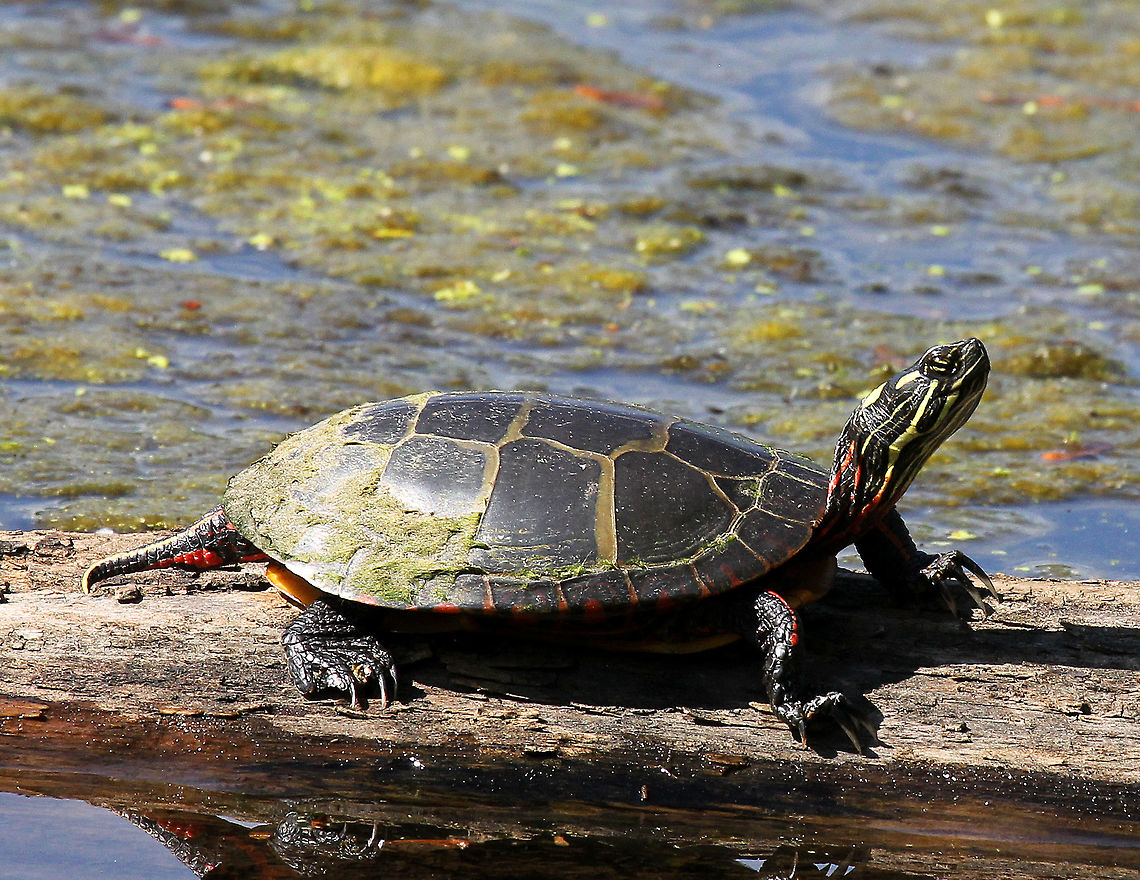 Eastern Painted Turtle - Chrysemys picta picta It has a dark shell that has olive lines running across the carapace, dividing the large scutes. The margin of both the carapace and plastron have black and red markings. The head, neck, and legs have yellow stripes.<br />
<br />
Habitat: On a log in a small pond Chrysemys picta,Geotagged,Painted Turtle,Painted turtle,Spring,United States,picta,turtle