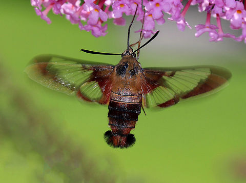 Hummingbird Clearwing Moth - Hemaris thysbe Appearance is variable. The thorax is olive in color dorsally and pale yellow ventrally. The abdomen is dark burgundy dorsally and ventrally with light olive/dark golden patches dorsally. Wings are mostly clear with reddish brown terminal borders.
https://www.jungledragon.com/image/57069/hummingbird_clearwing_moth.html Geotagged,Hemaris thysbe,Hummingbird Clearwing,Summer,United States,moth
