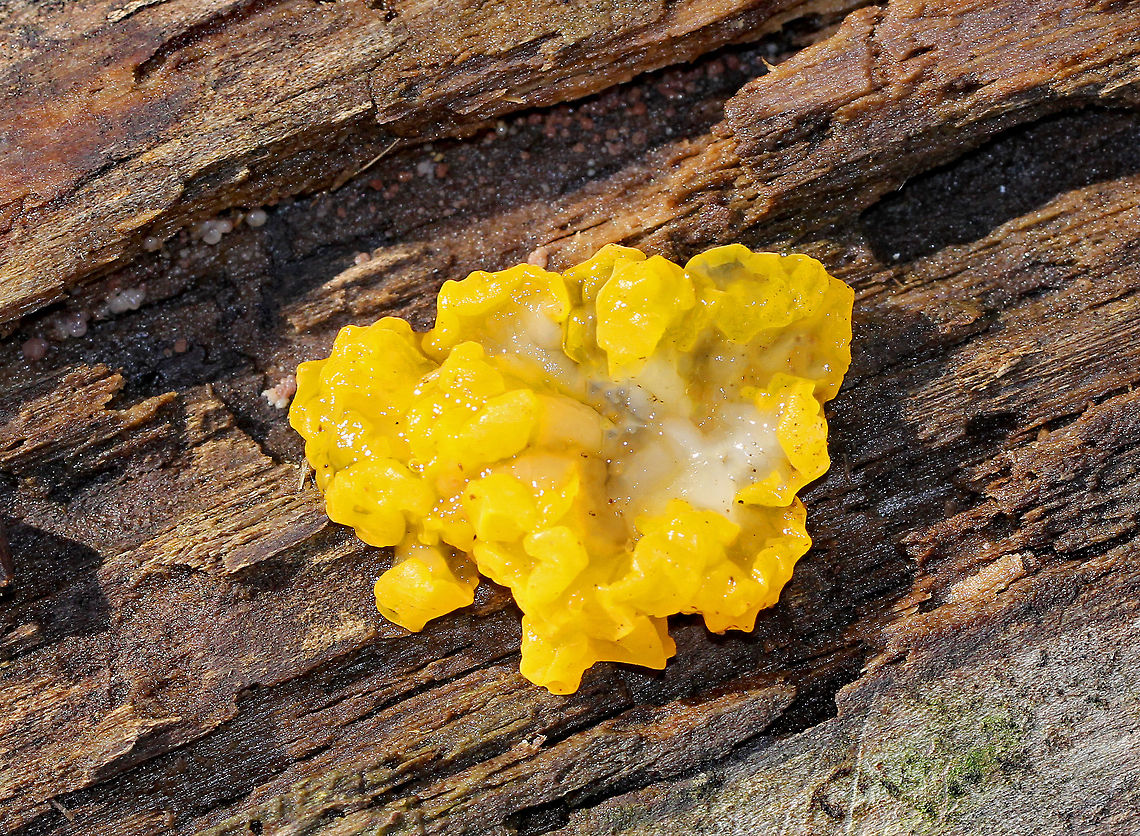 Tremella mesenterica Gelatinous, yellow fruiting bodies <br />
<br />
Habitat: Growing on rotting wood Fall,Geotagged,Tremella,Tremella mesenterica,United States
