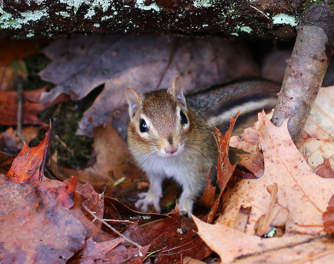 Eastern Chipmunk - Tamias striatus Cute, little critter with reddish-brown fur on its upper body and five dark brown stripes, which contrasted with light brown stripes along its back, ending in a dark tail. It had lighter fur on the lower part of its body, and a tawny stripe that ran from its whiskers to below its ears with lighter stripes over and under its eyes.<br />
<br />
Fun fact: The common name &quot;chipmunk&quot; comes from an Ottawa word, &quot;ajidamoonh&quot;, which means &quot;one who descends trees headlong&quot;.<br />
<br />
Habitat: Spotted under a tree root in a deciduous forest. There were tons of them running around and watching me! Eastern chipmunk,Geotagged,Tamias striatus,United States,Winter,chipmunk,tamias